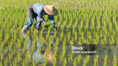 LUKA DI TELAPAK IBU PERTIWI